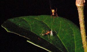 Die Ballista-Spinne wartet über ihrer Falle: Beißt die Weberameise in den Seidenkegel, schnellt das Netz zurück und schleudert die Beute nach oben.