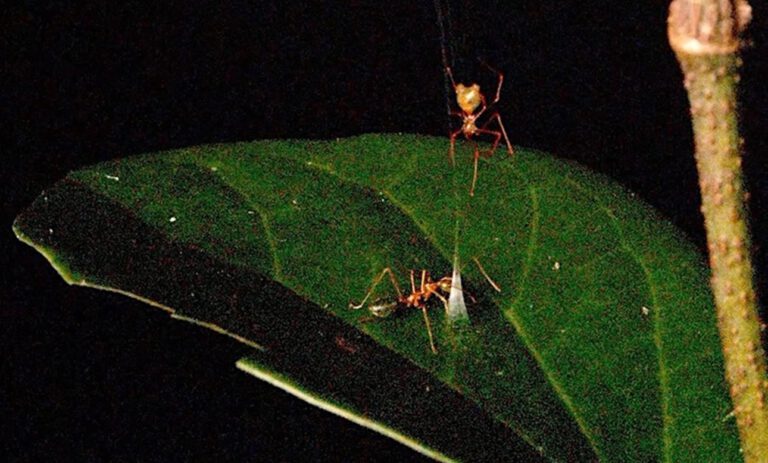 Die Ballista-Spinne wartet über ihrer Falle: Beißt die Weberameise in den Seidenkegel, schnellt das Netz zurück und schleudert die Beute nach oben.