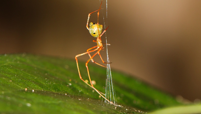 Die Ballista-Spinne spannt ihre Seidenfalle auf einem Blatt: Sobald eine Weberameise den feinen Kegel attackiert, schnellt die Konstruktion zurück. © Ajay Narendra, Pranav Joshi, Daniele Liprandi, Gregory J Anderson, Jonas Wolff, CC BY