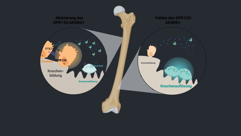 Wird der Rezeptor GPR133 im Knochen aktiviert, stärkt er den Aufbau durch Osteoblasten und bremst zugleich den Abbau durch Osteoklasten. © Biorender / Ines Liebscher