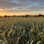 Superpflanzen gegen versteckten Hunger und Klimawandel
