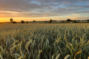 Superpflanzen gegen versteckten Hunger und Klimawandel