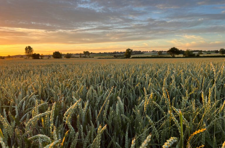 Superpflanzen gegen versteckten Hunger und Klimawandel