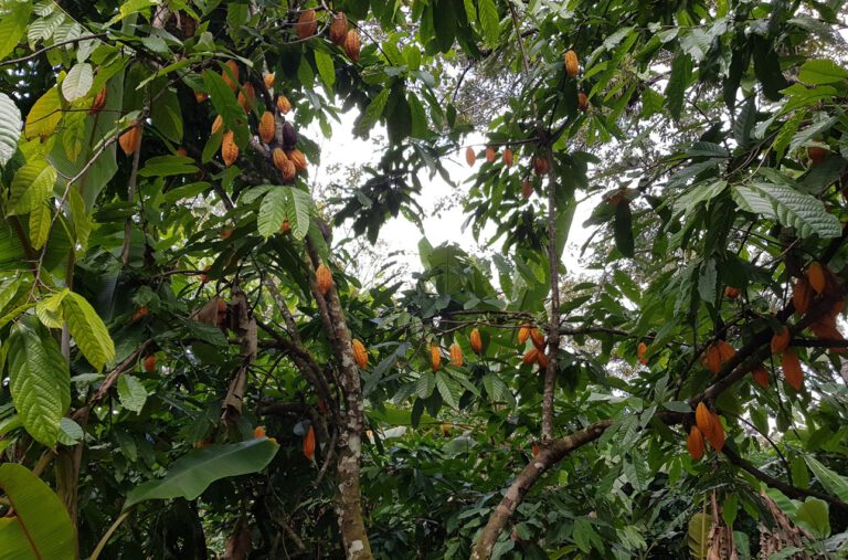 Kakaoproben aus dem Cocoa Research Centre zeigen die genetische Vielfalt, die Züchtern neue Möglichkeiten für künftige Sorten eröffnet.