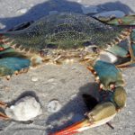 Oktopus gegen Blaukrabbe: Italien setzt hunderttausende Tiere in der Adria aus