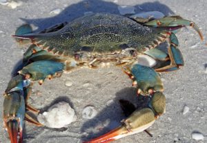 Die invasive Blaukrabbe breitet sich in der Adria rasant aus. Mit kräftigen Scheren knackt sie Muscheln und setzt Fischerei und Aquakultur unter Druck.