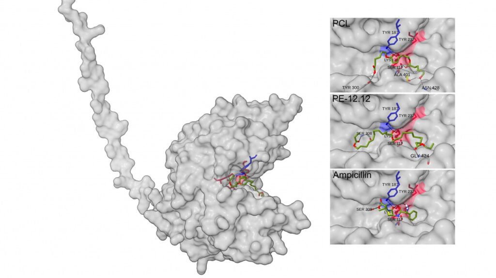 So sieht der molekulare „Pac-Man“ aus: Das Enzym besitzt ein weit geöffnetes aktives Zentrum, in dem sowohl Bioplastik-Ketten als auch Ampicillin binden können. © The ISME Journal, DOI 10.1093/ismejo/wrag203, Creative Commons Attribution (CC BY) license, Figure 7 in the article, cropped to panels (a) and (b) only