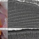 Unter dem Mikroskop zeigt sich, was dem bloßen Auge verborgen bleibt: Bei den rauchexponierten Ratten lagen die Schmelzprismen weiter auseinander, zugleich sank der Phosphorgehalt im Zahnschmelz. © Francisco Wanderley Garcia de Paula-Silva/FORP-USP