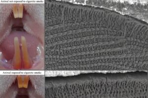 Unter dem Mikroskop zeigt sich, was dem bloßen Auge verborgen bleibt: Bei den rauchexponierten Ratten lagen die Schmelzprismen weiter auseinander, zugleich sank der Phosphorgehalt im Zahnschmelz. © Francisco Wanderley Garcia de Paula-Silva/FORP-USP
