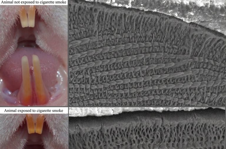 Unter dem Mikroskop zeigt sich, was dem bloßen Auge verborgen bleibt: Bei den rauchexponierten Ratten lagen die Schmelzprismen weiter auseinander, zugleich sank der Phosphorgehalt im Zahnschmelz. © Francisco Wanderley Garcia de Paula-Silva/FORP-USP