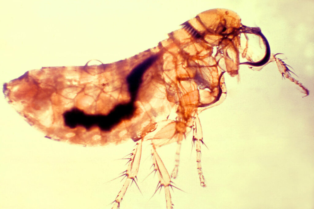 Ein mit dem Pestbakterium Yersinia pestis infizierter Floh unter dem Mikroskop. Flöhe können den gefährlichen Erreger von Nagetieren auf Menschen übertragen. Ob die verstorbene Forscherin in Russland tatsächlich an der Pest erkrankte, ist bislang ungeklärt. © Centers for Disease Control and Prevention (CDC) via Wikimedia Commons unter Public Domain.