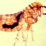 Ein mit dem Pestbakterium Yersinia pestis infizierter Floh unter dem Mikroskop. Flöhe können den gefährlichen Erreger von Nagetieren auf Menschen übertragen. Ob die verstorbene Forscherin in Russland tatsächlich an der Pest erkrankte, ist bislang ungeklärt. © Centers for Disease Control and Prevention (CDC) via Wikimedia Commons unter Public Domain.