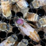 Die Bienenkönigin ist von Arbeiterinnen umringt, die sie füttern, pflegen und schützen. Der pinke Punkt macht sie im Gewimmel des Stocks leichter erkennbar. © Sascha Nicklisch/UC Davis