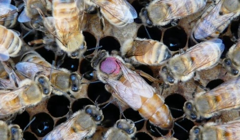 Die Bienenkönigin ist von Arbeiterinnen umringt, die sie füttern, pflegen und schützen. Der pinke Punkt macht sie im Gewimmel des Stocks leichter erkennbar. © Sascha Nicklisch/UC Davis