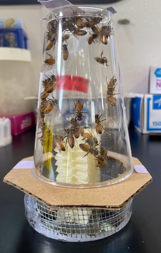 In solchen Nanokolonien verfolgten die Forschenden, wie sich Pestizide im Bienenvolk verteilen – von Arbeiterinnen über Wachs bis zur Königin und ihren Eiern. © Angela Encerrado-Manriquez/UC Davis