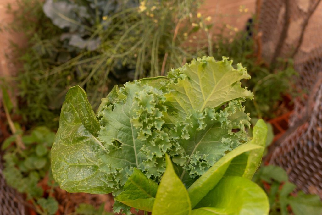 Grünkohl und Spinat liefern Zeaxanthin – ein Pflanzenstoff, der laut Studie nicht nur die Augen schützt, sondern auch Immunzellen im Kampf gegen Krebs stärker macht. © Unsplash