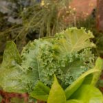 Grünkohl und Spinat liefern Zeaxanthin – ein Pflanzenstoff, der laut Studie nicht nur die Augen schützt, sondern auch Immunzellen im Kampf gegen Krebs stärker macht. © Unsplash