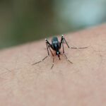 Resistente Mücken: Abwehr der Gelbfiebermücke gegen Insektizide steigt um das 21-Fache