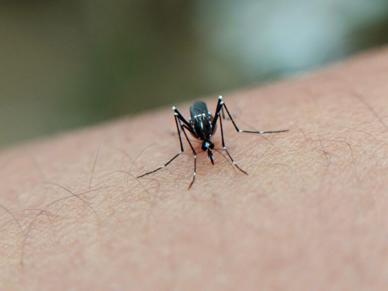 Die Gelbfiebermücke überträgt nicht nur Gelbfieber, sondern auch andere schwere Krankheiten wie Dengue-Fieber, das Zika-Virus und Chikungunya. Eine Resistenz gegen gängige Insektizide ließe Gesundheitsrisiken und Kosten für Schutzmaßnahmen steigen. © Pexels