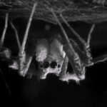Die Springspinne Portia fimbriata schläft kopfüber unter einem selbst gesponnenen Netz. Forscher haben bei der Art verschiedene Schlafphasen nachgewiesen. © Daniela C. Rößler