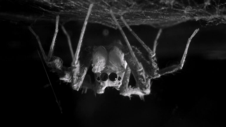 Die Springspinne Portia fimbriata schläft kopfüber unter einem selbst gesponnenen Netz. Forscher haben bei der Art verschiedene Schlafphasen nachgewiesen. © Daniela C. Rößler