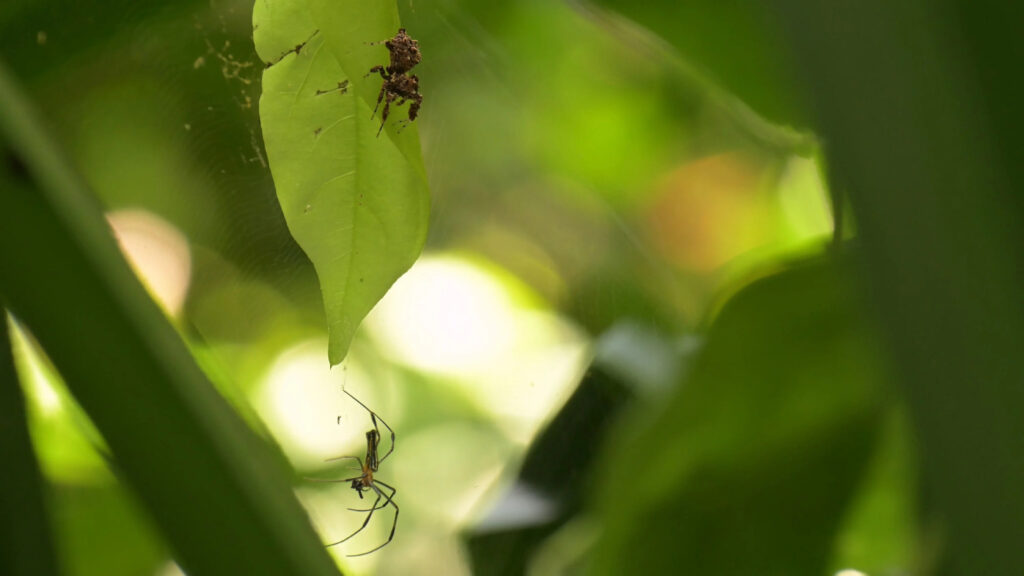Die Springspinne Portia fimbriata jagt eine Radnetzspinne. Mit raffinierten Jagdstrategien gelingt es ihr, andere Spinnen anzulocken und zu erbeuten. © Daniela C. Rößler