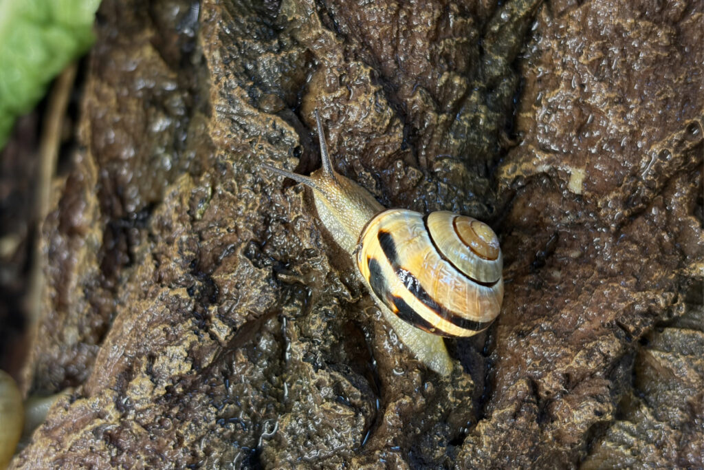 Eine gewöhnliche Gartenschnecke produziert mit nur einem molekularen Baukasten erstaunlich unterschiedliche Schleimarten. © Max-Planck-Institut für Kolloid- und Grenzflächenforschung