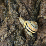 Eine gewöhnliche Gartenschnecke produziert mit nur einem molekularen Baukasten erstaunlich unterschiedliche Schleimarten. © Max-Planck-Institut für Kolloid- und Grenzflächenforschung