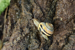 Eine gewöhnliche Gartenschnecke produziert mit nur einem molekularen Baukasten erstaunlich unterschiedliche Schleimarten. © Max-Planck-Institut für Kolloid- und Grenzflächenforschung