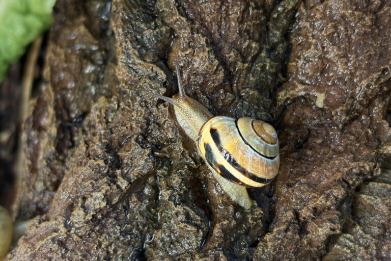 Eine gewöhnliche Gartenschnecke produziert mit nur einem molekularen Baukasten erstaunlich unterschiedliche Schleimarten. © Max-Planck-Institut für Kolloid- und Grenzflächenforschung