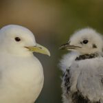 Auf Middleton Island in Alaska wartet ein Dreizehenmöwen-Küken im Nest auf Futter. Für seine Eltern wird jeder Flug zum Kraftakt.