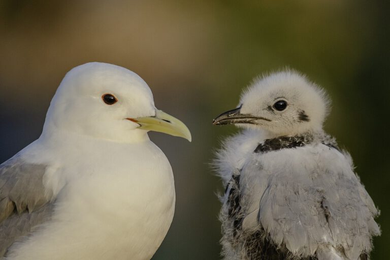 Auf Middleton Island in Alaska wartet ein Dreizehenmöwen-Küken im Nest auf Futter. Für seine Eltern wird jeder Flug zum Kraftakt.