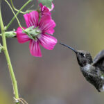 Blütennektar enthält oft Alkohol: Bienen und Kolibris nehmen ihn täglich auf, teils in Mengen wie ein Getränk beim Menschen.