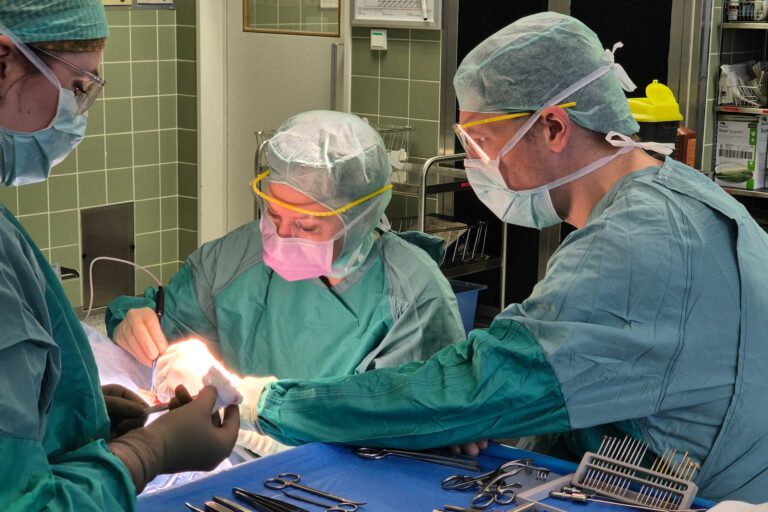 Konzentration am OP-Tisch: Die Implantation eines ABI gehört zu den anspruchsvollsten Eingriffen in der Hörrehabilitation. © Daniela Beyer/MHH
