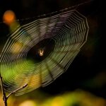 Ein hauchdünner Faden mit erstaunlicher Zugfestigkeit: Spinnenseide kann es mit hochwertigem Stahl aufnehmen und könnte künftig sogar bei der Wundversorgung helfen. © Pexels