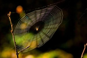 Ein hauchdünner Faden mit erstaunlicher Zugfestigkeit: Spinnenseide kann es mit hochwertigem Stahl aufnehmen und könnte künftig sogar bei der Wundversorgung helfen. © Pexels