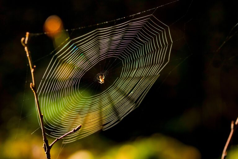 Ein hauchdünner Faden mit erstaunlicher Zugfestigkeit: Spinnenseide kann es mit hochwertigem Stahl aufnehmen und könnte künftig sogar bei der Wundversorgung helfen. © Pexels
