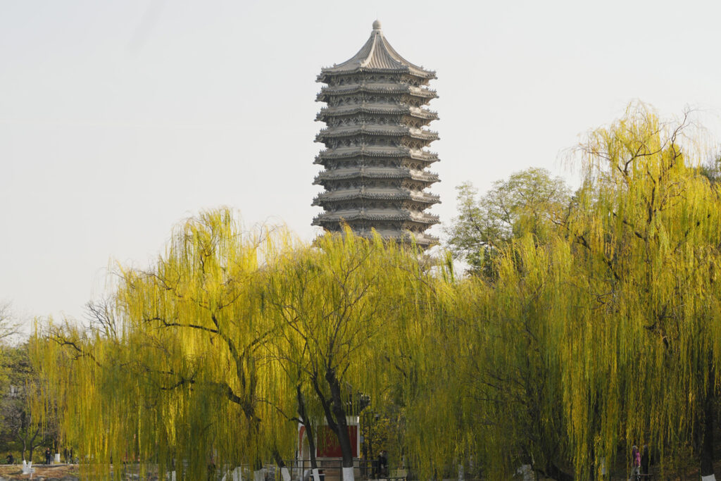 In Peking gehören mehr als ein Drittel der Stadtbäume zu Arten, die besonders viel Isopren freisetzen. Dazu zählen Trauerweiden und Chinesische Weißpappeln, die bei Hitze die Ozonbildung begünstigen können. © Xianjun He