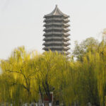 In Peking gehören mehr als ein Drittel der Stadtbäume zu Arten, die besonders viel Isopren freisetzen. Dazu zählen Trauerweiden und Chinesische Weißpappeln, die bei Hitze die Ozonbildung begünstigen können. © Xianjun He