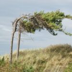 Starker Wind treibt den Wasserverlust von Wäldern und Pflanzen in die Höhe. Besonders empfindlich reagieren immergrüne Nadelwälder, deren Wassernutzungseffizienz bei höheren Windgeschwindigkeiten sinkt. © Symbolbild/Pexels