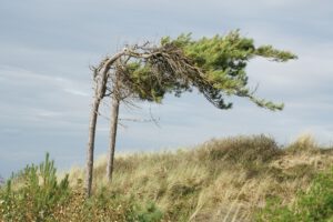 Starker Wind treibt den Wasserverlust von Wäldern und Pflanzen in die Höhe. Besonders empfindlich reagieren immergrüne Nadelwälder, deren Wassernutzungseffizienz bei höheren Windgeschwindigkeiten sinkt. © Symbolbild/Pexels
