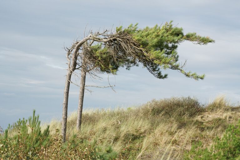 Starker Wind treibt den Wasserverlust von Wäldern und Pflanzen in die Höhe. Besonders empfindlich reagieren immergrüne Nadelwälder, deren Wassernutzungseffizienz bei höheren Windgeschwindigkeiten sinkt. © Symbolbild/Pexels