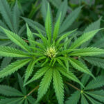 Nahaufnahme einer Cannabis-Pflanze