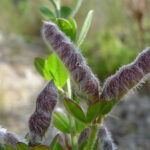 Lupinus luteus