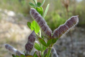 Lupinus luteus