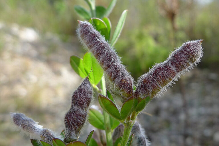 Lupinus luteus