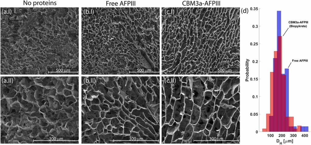 So sieht das „Super-Eis“ von innen aus: Die Aufnahmen (a–c) zeigen bei 40- und 90-facher Vergrößerung ein feines Gerüst aus Cellulose. Die Grafik (d) zeigt, wie sich die Größe der Hohlräume verändert, wenn zusätzlich ein Protein die Cellulose mit dem Eis verbindet. Dafür untersuchten die Wissenschaftler jeweils acht Bereiche der Proben. © ScienceDirect