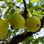Laut NYU Abu Dhabi tragen Supermarkt-Äpfel genetische Spuren wilder Bäume, die Geschmack und Anpassung bis heute prägen. © Wild apples. Courtesy NYUAD