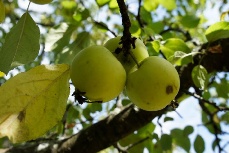 Laut NYU Abu Dhabi tragen Supermarkt-Äpfel genetische Spuren wilder Bäume, die Geschmack und Anpassung bis heute prägen. © Wild apples. Courtesy NYUAD