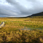 Torfmoor von Stordalen bei Abisko in Schweden